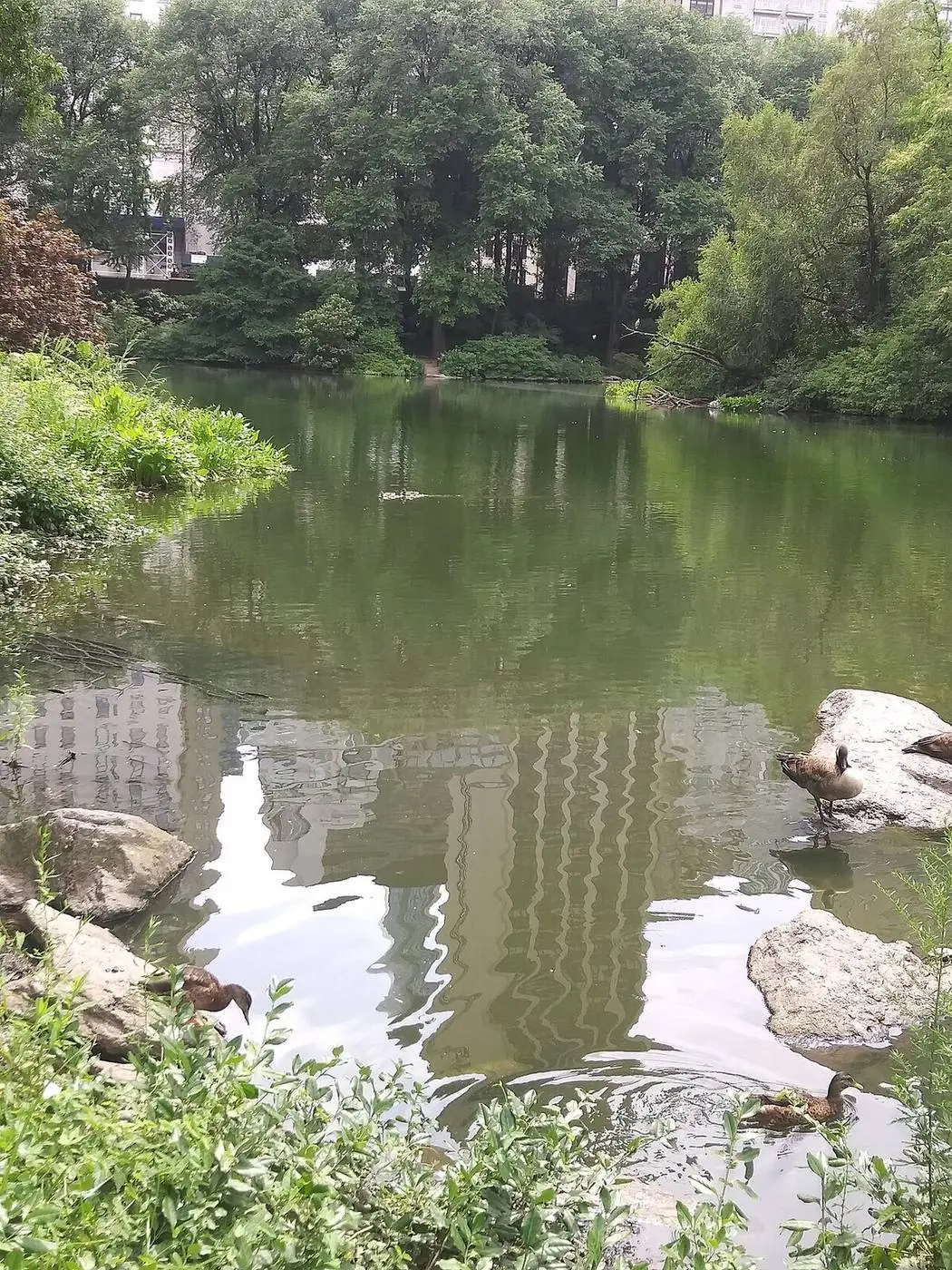 The Pond (Ententeich), Central Park – Kartenstandort der Gossip Girl Tours NYC